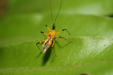 Cosmolestes picticeps is an insect, specifically a species of assassin bug belonging to the family Reduviidae.