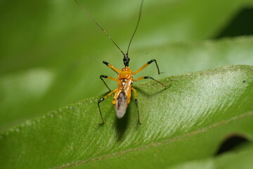 Cosmolestes picticeps is an insect, specifically a species of assassin bug belonging to the family Reduviidae.