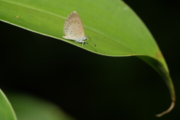 The Dark Grass Blue (Zizeeria karsandra) is a small butterfly belonging to the Lycaenidae family. It is commonly found in Asia, Africa, and Australia, thriving in grasslands and open areas.