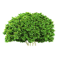 3d illustration of Aglaia duperreana tree isolated on transparent canvas