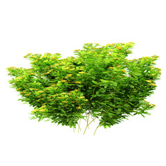 Fototapeta premium Collection of Acacia plants isolated on transparent Canvas