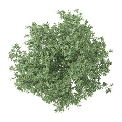 Obraz premium collection of Populus sect. Aigeiros tree with realistic style