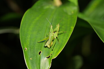 Atractomorpha is a genus of grasshoppers in the family Pyrgomorphidae, commonly known as pygmy...