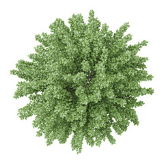 Obraz premium rosemarry tree isolated on transparent canvas from top view