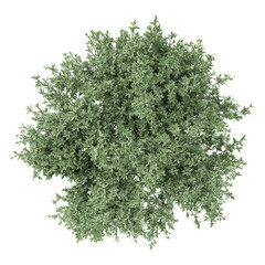 Obraz premium Top view of Thyme tree isolated on transparent Canvas