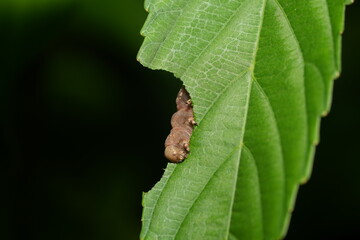 A caterpillar is the larval stage of butterflies and moths, belonging to the order Lepidoptera. These fascinating creatures play a crucial role in the life cycle of their species 