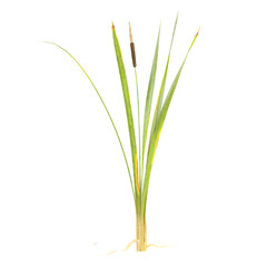 Fototapeta premium collection of Narrowleaf cattail plants with realistic style