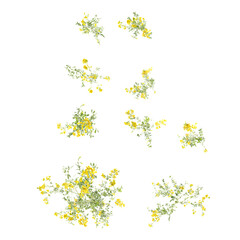 Green beautiful Sickle medick grass isolated on Canvas from the top view