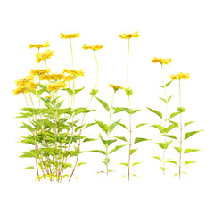 Green beautiful Sickle medick grass isolated on Canvas