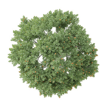 Green Cordia dodecandra tree isolated on transparent Canvas from top view
