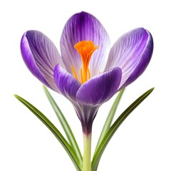 In the gentle embrace of spring, a vibrant purple crocus opens its delicate petals, showcasing...