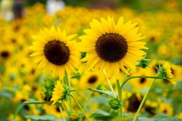 Bright summer sunflowers create a vibrant yellow landscape in a blooming field