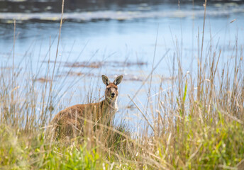 Kangaroo hiding among tall grasses near Myponga Reservoir, blending into the serene natural landscape