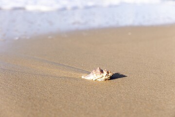 Conch shell resting on a sandy beach with gentle waves lapping at the shore during morning light