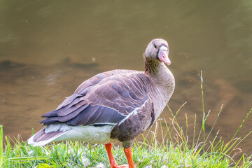 Greater White-fronted Goose (Anser albifrons) standing on the green shore of the pond.