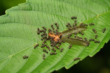 The bullet ant (Paraponera clavata) is a species of large, aggressive ant native to the rainforests of Central and South America. 
