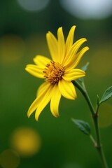 Obraz premium A single twig with a bright yellow flowerhead, daisy, sunflower, garden