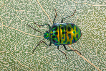 Scutelleridae is a family of true bugs. They are commonly known as jewel (stink) bugs or metallic shield bugs due to their often brilliant coloration. With the name based on the Asian genus Scutellera