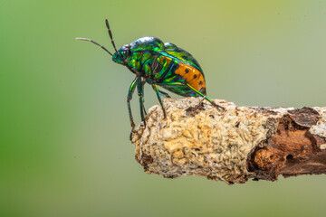 Scutelleridae is a family of true bugs. They are commonly known as jewel (stink) bugs or metallic shield bugs due to their often brilliant coloration. With the name based on the Asian genus Scutellera