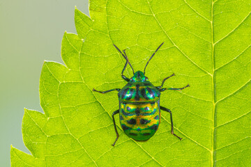 Scutelleridae is a family of true bugs. They are commonly known as jewel (stink) bugs or metallic shield bugs due to their often brilliant coloration. With the name based on the Asian genus Scutellera