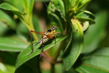 Nisitrus vittatus. Cengkerik daun, Common bush cricket.
