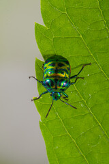 Scutelleridae is a family of true bugs. They are commonly known as jewel (stink) bugs or metallic shield bugs due to their often brilliant coloration. With the name based on the Asian genus Scutellera