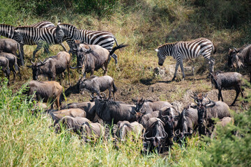 Around 1.5 million wildebeest, with hundreds of thousands of zebras, elands, gazelles and a retinue of predators, leave their calving grounds in the southern Serengeti.