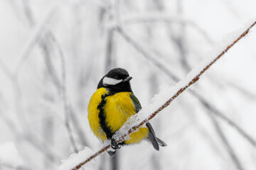 Close up Yellow Tit bird sits on snow-covered Branch, winter Scenic photography, bright small wild tit bird. Light white snowy blurred background, tranquil and beautiful winter atmosphere, copy space