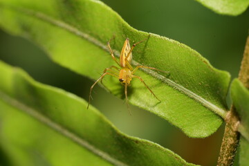 Ropalidia is a genus of paper wasps belonging to the family Vespidae and the subfamily Polistinae. This genus is widely recognized for its diversity, social behavior, and ecological importance. 