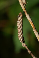 Ropalidia is a genus of paper wasps belonging to the family Vespidae and the subfamily Polistinae. This genus is widely recognized for its diversity, social behavior, and ecological importance. 