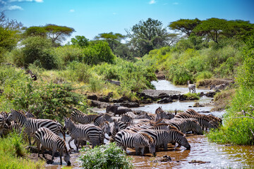 Around 1.5 million wildebeest, with hundreds of thousands of zebras, elands, gazelles and a retinue...