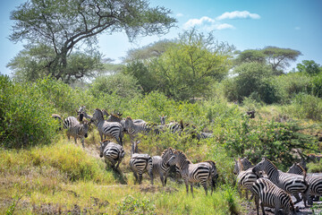 Around 1.5 million wildebeest, with hundreds of thousands of zebras, elands, gazelles and a retinue...