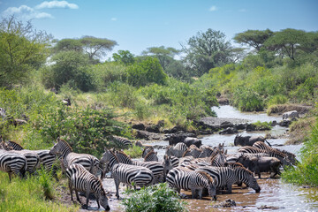 Around 1.5 million wildebeest, with hundreds of thousands of zebras, elands, gazelles and a retinue...