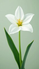 White flower with five petals on a stem of Pyrus sp, spring, botanical