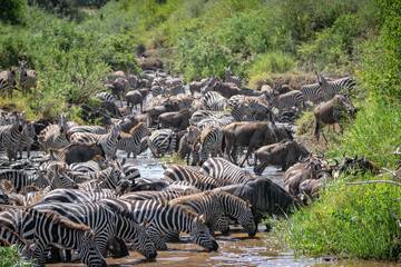 Around 1.5 million wildebeest, with hundreds of thousands of zebras, elands, gazelles and a retinue...