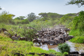 Around 1.5 million wildebeest, with hundreds of thousands of zebras, elands, gazelles and a retinue...
