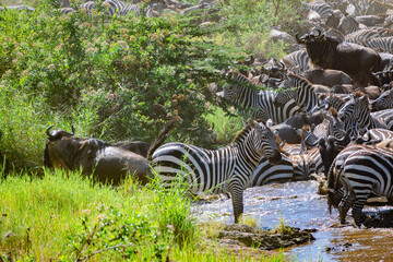 Around 1.5 million wildebeest, with hundreds of thousands of zebras, elands, gazelles and a retinue...
