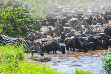 Around 1.5 million wildebeest, with hundreds of thousands of zebras, elands, gazelles and a retinue...