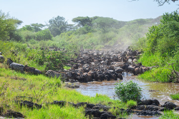Around 1.5 million wildebeest, with hundreds of thousands of zebras, elands, gazelles and a retinue of predators, leave their calving grounds in the southern Serengeti.
