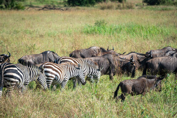 Around 1.5 million wildebeest, with hundreds of thousands of zebras, elands, gazelles and a retinue...