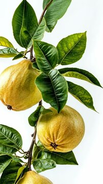 Abundant ripe sapote fruits hanging on a branch with vibrant green leaves in natural lighting