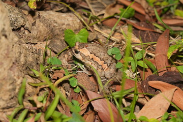 Kaloula pulchra pulchra, commonly known as the Asian Painted Frog, Chubby Frog, or Banded Bullfrog, is a subspecies of Kaloula pulchra, a frog belonging to the family Microhylidae. 
