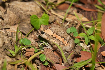 Kaloula pulchra pulchra, commonly known as the Asian Painted Frog, Chubby Frog, or Banded Bullfrog, is a subspecies of Kaloula pulchra, a frog belonging to the family Microhylidae. 