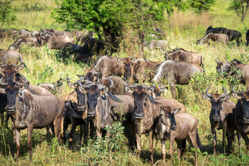 Around 1.5 million wildebeest, with hundreds of thousands of zebras, elands, gazelles and a retinue...