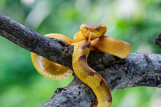 Yellow flat-nosed viper Craspedocephalus or ( Trimeresurus puniceus ) hanging on a branch.