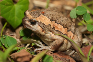 Kaloula pulchra pulchra, commonly known as the Asian Painted Frog, Chubby Frog, or Banded Bullfrog, is a subspecies of Kaloula pulchra, a frog belonging to the family Microhylidae. 