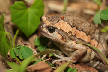 Kaloula pulchra pulchra, commonly known as the Asian Painted Frog, Chubby Frog, or Banded Bullfrog, is a subspecies of Kaloula pulchra, a frog belonging to the family Microhylidae. 