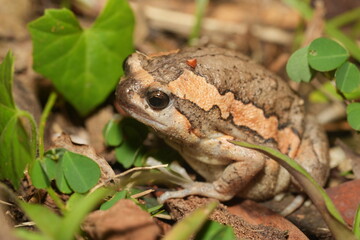 Kaloula pulchra pulchra, commonly known as the Asian Painted Frog, Chubby Frog, or Banded Bullfrog, is a subspecies of Kaloula pulchra, a frog belonging to the family Microhylidae. 