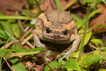 Kaloula pulchra pulchra, commonly known as the Asian Painted Frog, Chubby Frog, or Banded Bullfrog, is a subspecies of Kaloula pulchra, a frog belonging to the family Microhylidae. 