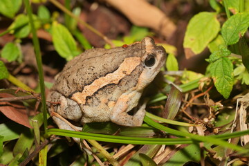 Kaloula pulchra pulchra, commonly known as the Asian Painted Frog, Chubby Frog, or Banded Bullfrog, is a subspecies of Kaloula pulchra, a frog belonging to the family Microhylidae. 